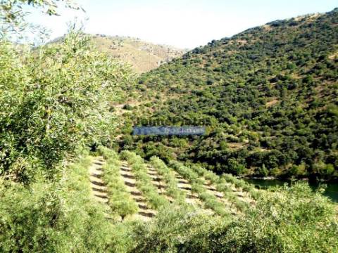 Olival em 400.000m2, perto rio Douro, região de Ligares, Barca DAlva. Portugal, Freixo E. à Cinta.