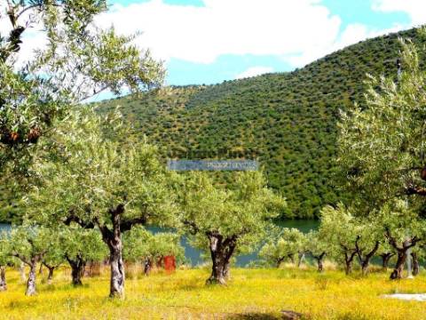 Olival em 400.000m2, perto rio Douro, região de Ligares, Barca DAlva. Portugal, Freixo E. à Cinta.