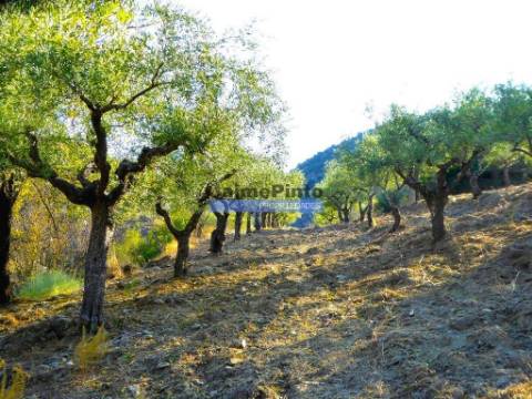 Propriedade com 5.100 oliveiras, 52ha, Barca DAlva. Portugal, Douro Superior, Guarda.