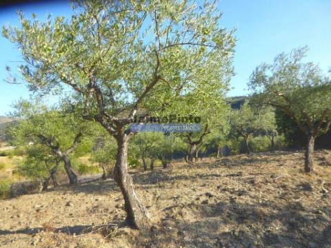 Propriedade com 5.100 oliveiras, 52ha, Barca DAlva. Portugal, Douro Superior, Guarda.