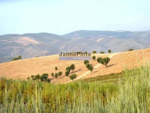 Propriedade rústica 19.000m2, Agrícola, Pinhal. Portugal, Bragança, Poiares.