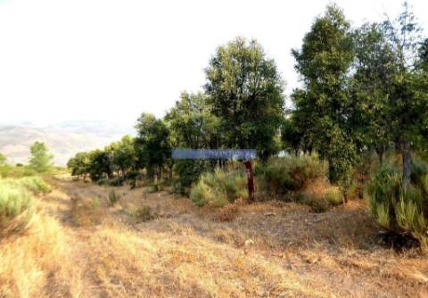 Propriedade rústica 19.000m2, Agrícola, Pinhal. Portugal, Bragança, Poiares.