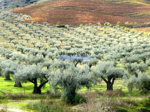 Quinta 245ha, Olival produtivo, Vinha produtiva. Foz Côa. Portugal, Guarda, Douro Superior.