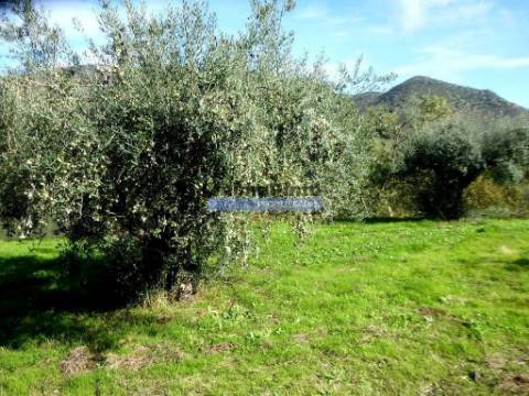 Quinta 245ha, Olival produtivo, Vinha produtiva. Foz Côa. Portugal, Guarda, Douro Superior.