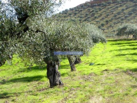 Quinta 245ha, Olival produtivo, Vinha produtiva. Foz Côa. Portugal, Guarda, Douro Superior.