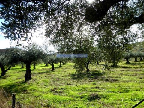 Quinta 245ha, Olival produtivo, Vinha produtiva. Foz Côa. Portugal, Guarda, Douro Superior.