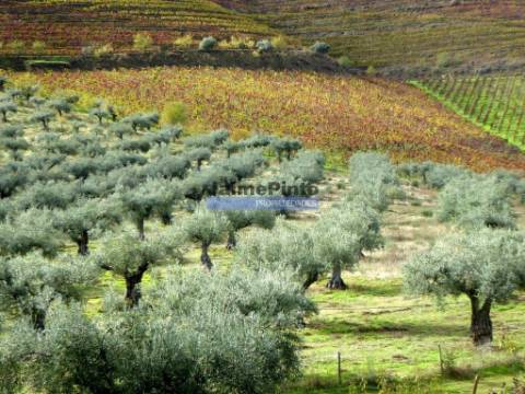 Quinta 245ha, Olival produtivo, Vinha produtiva. Foz Côa. Portugal, Guarda, Douro Superior.