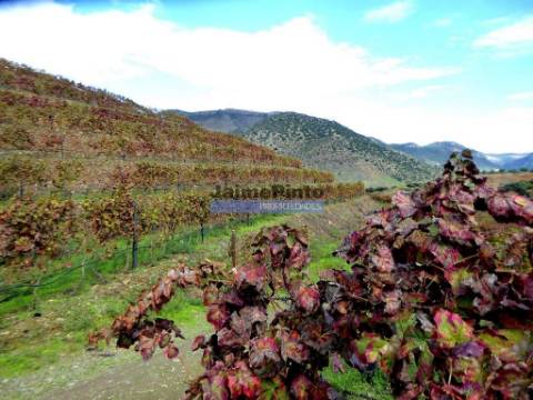 Quinta 245ha, Olival produtivo, Vinha produtiva. Foz Côa. Portugal, Guarda, Douro Superior.