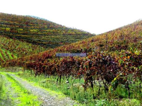Quinta 245ha, Olival produtivo, Vinha produtiva. Foz Côa. Portugal, Guarda, Douro Superior.