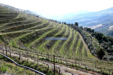 100 000m2 com Vinha e Olival, no Douro. Portugal, Sabrosa, Douro.