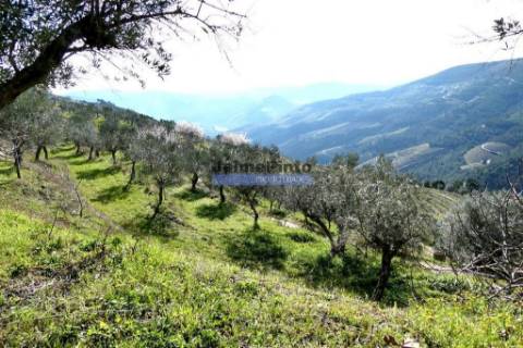 100 000m2 com Vinha e Olival, no Douro. Portugal, Sabrosa, Douro.