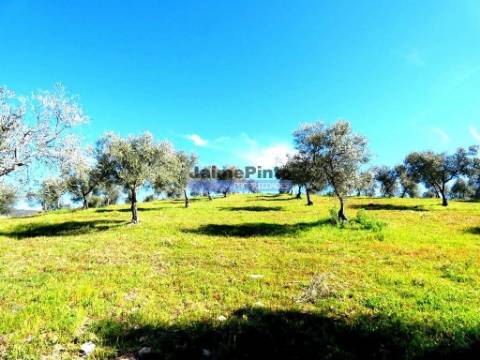 Propriedade 170.000m2, com olival, vinha e terreno p/ novas plantações. Portugal, Bragança, Douro Interior, VILA FLOR.