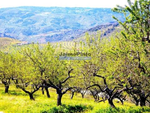 Propriedade 170.000m2, com olival, vinha e terreno p/ novas plantações. Portugal, Bragança, Douro Interior, VILA FLOR.