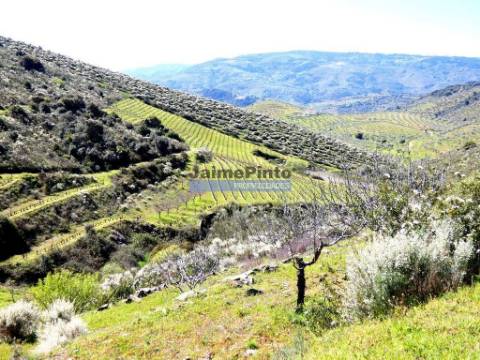 Propriedade 170.000m2, com olival, vinha e terreno p/ novas plantações. Portugal, Bragança, Douro Interior, VILA FLOR.