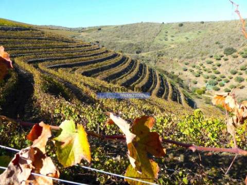 Quinta Vinho do Porto, 25ha, Douro. Portugal, V. N. Foz Côa.