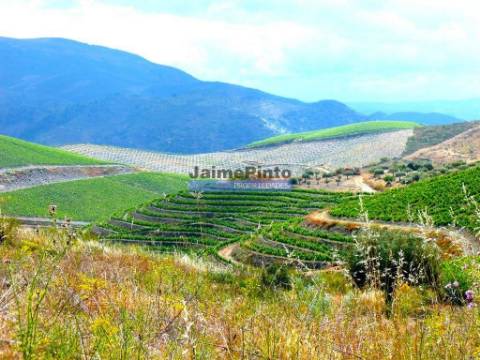 Quinta Vinho do Porto, 25ha, Douro. Portugal, V. N. Foz Côa.