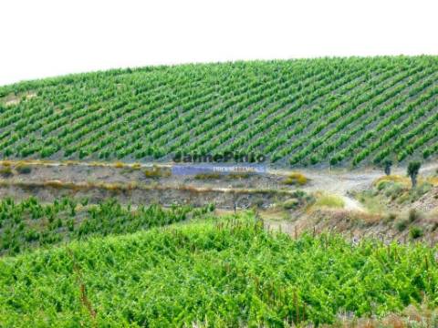 Quinta Vinho do Porto, 25ha, Douro. Portugal, V. N. Foz Côa.