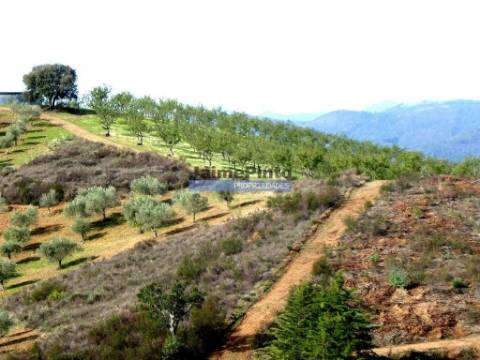 TERRENO AGRÍCOLA 104.000m2 para plantações novas. Portugal, ALFÂNDEGA da FÉ.