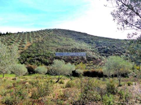 TERRENO AGRÍCOLA 104.000m2 para plantações novas. Portugal, ALFÂNDEGA da FÉ.