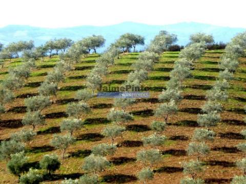 TERRENO AGRÍCOLA 104.000m2 para plantações novas. Portugal, ALFÂNDEGA da FÉ.