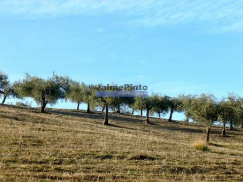 Olival de 100ha. Portugal, Barca DAlva.