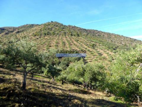 Olival de 100ha. Portugal, Barca DAlva.