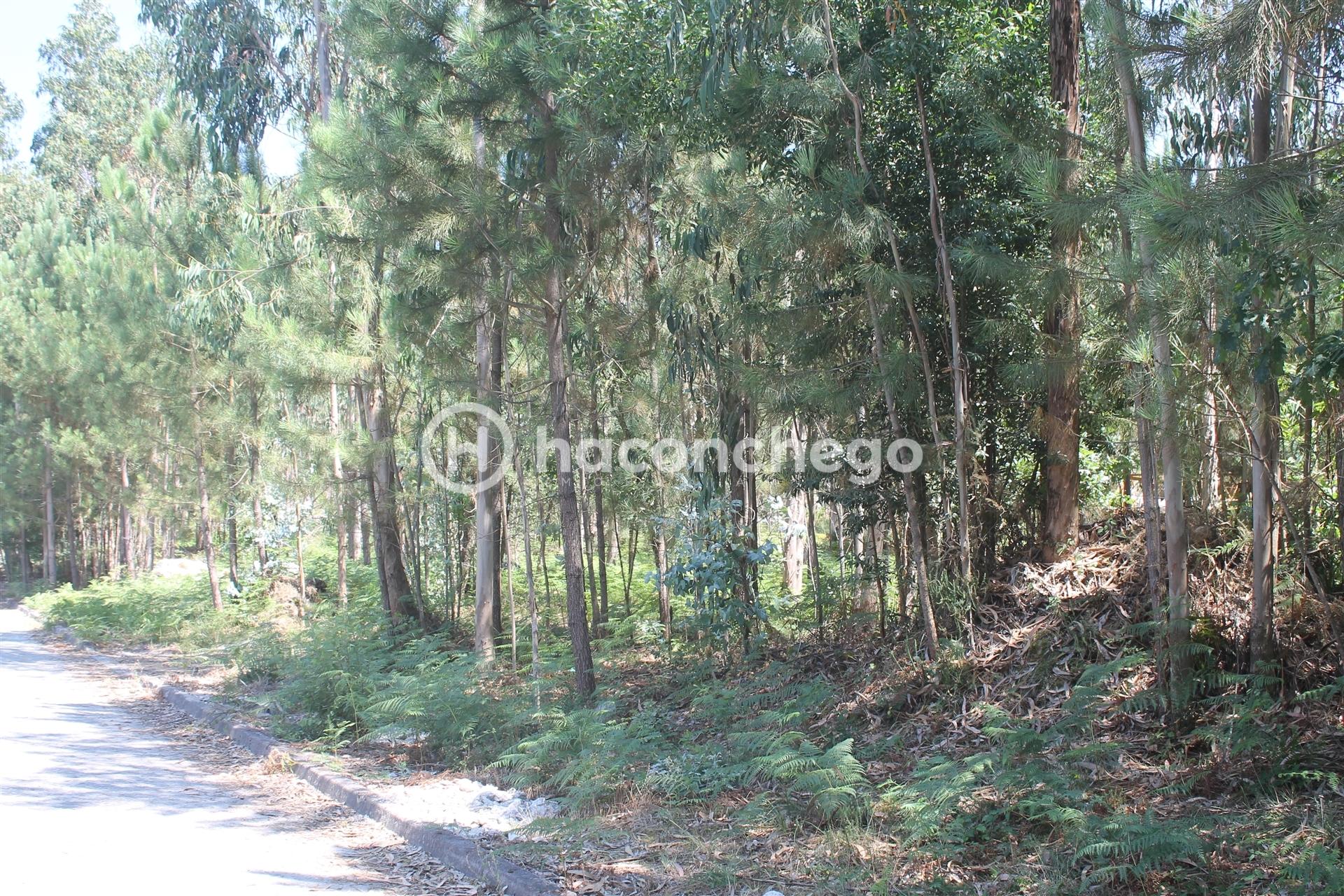 Terreno para Construção em Alvelos Barcelos
