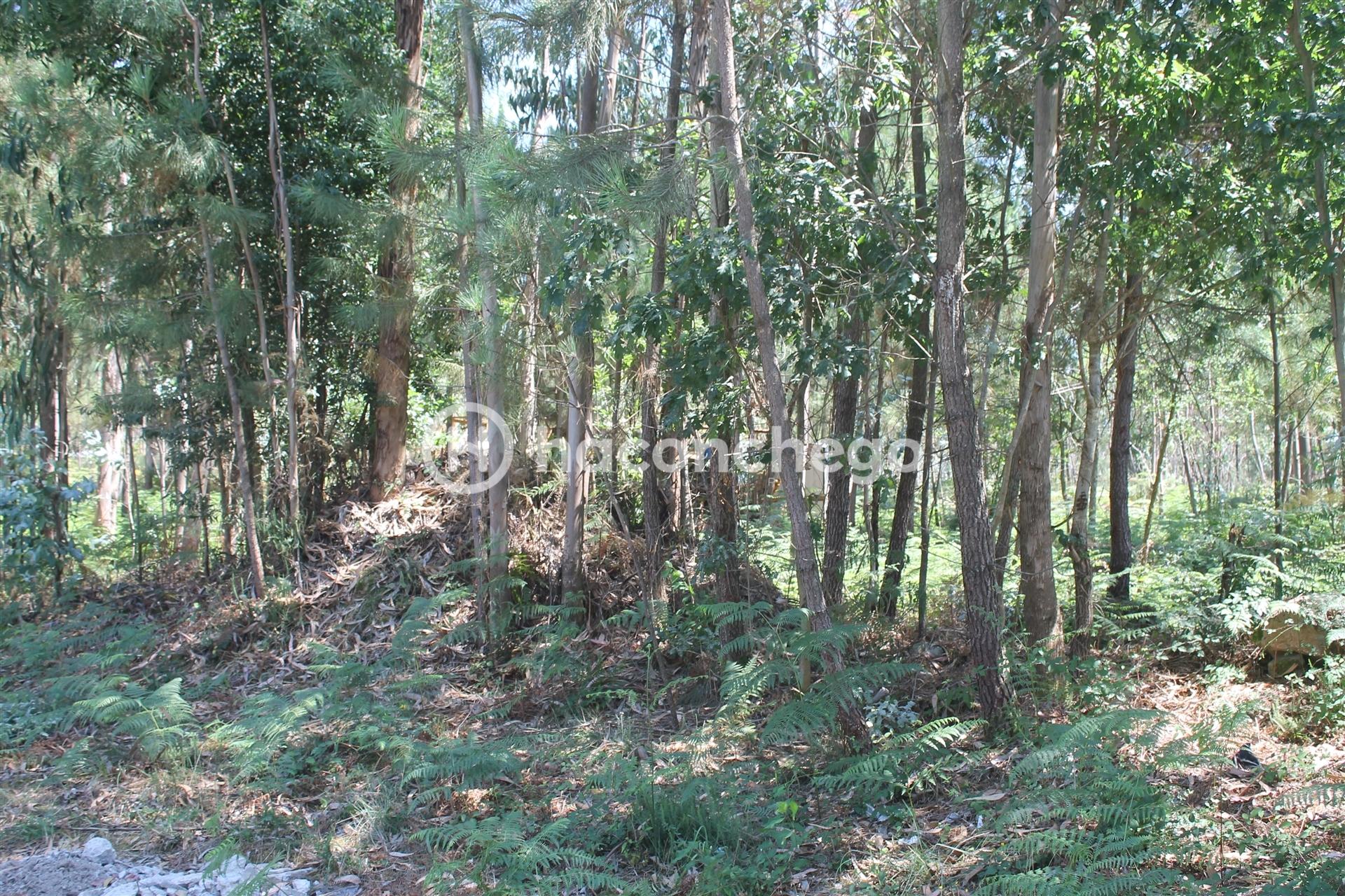 Terreno para Construção em Alvelos Barcelos