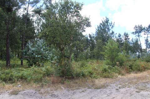Terreno c/ 10712m2