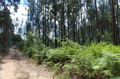 Terreno c/ 10712m2