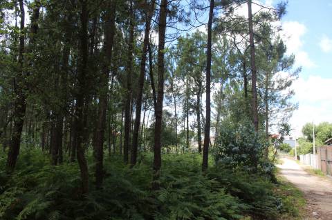 Terreno c/ 10712m2