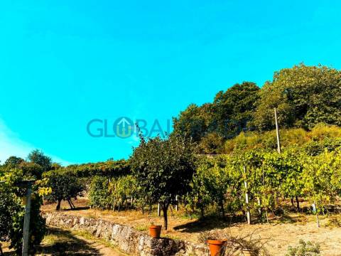 Quinta com 1.595m² vinhas & Moradia T1 em Pedra – Baião
