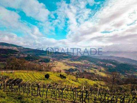 Quinta com 1.595m² vinhas & Moradia T1 em Pedra – Baião