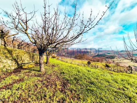Quinta com 1.595m² vinhas & Moradia T1 em Pedra – Baião