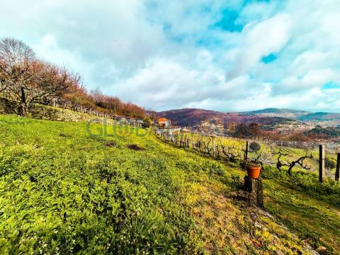 Quinta com 1.595m² vinhas & Moradia T1 em Pedra – Baião