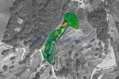 Quinta com 1.595m² vinhas & Moradia T1 em Pedra – Baião