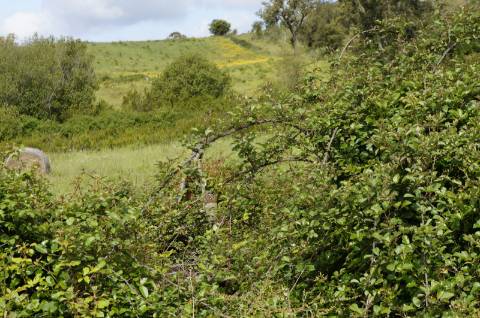 Monte Alentejano