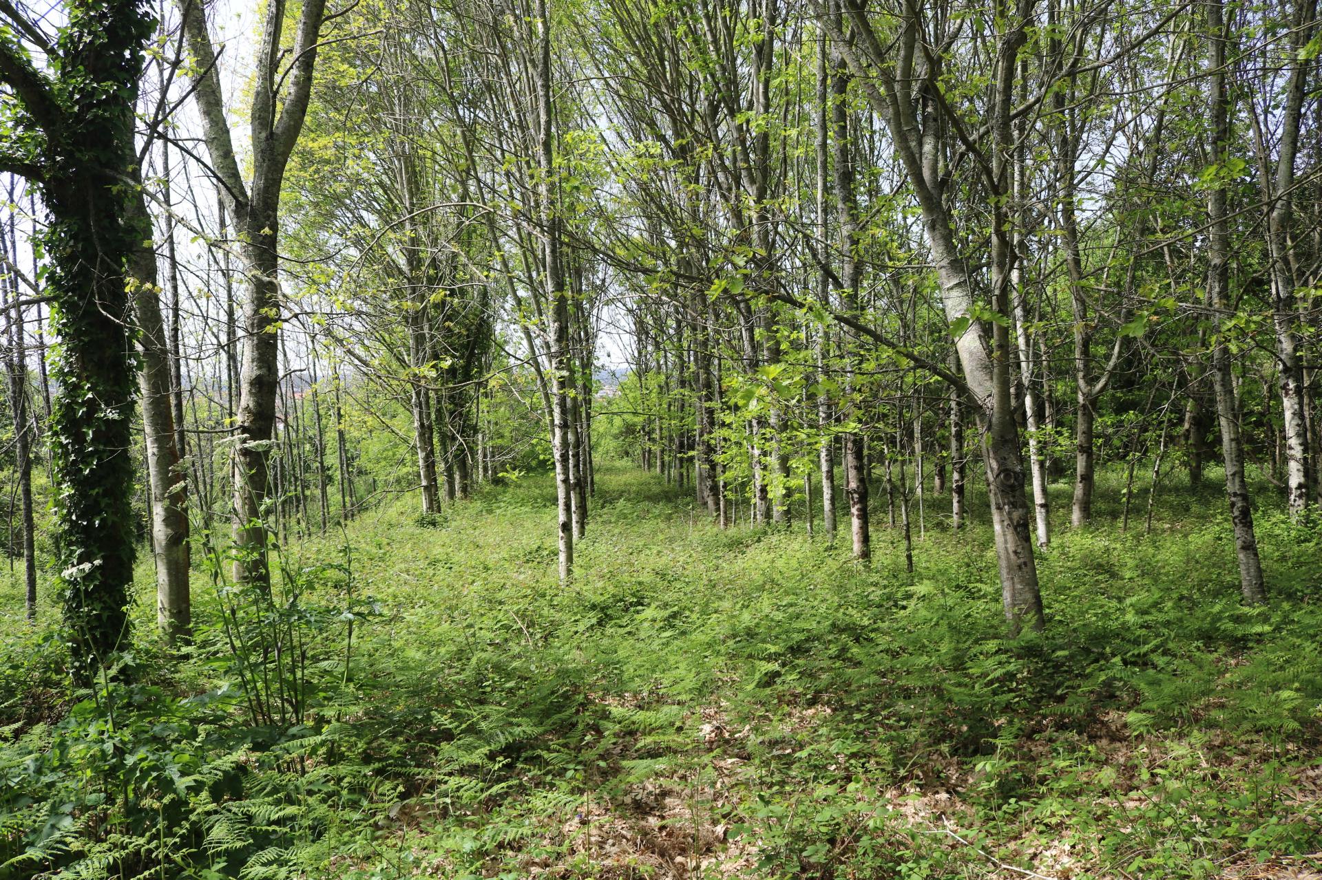 Quinta com 4 hectares