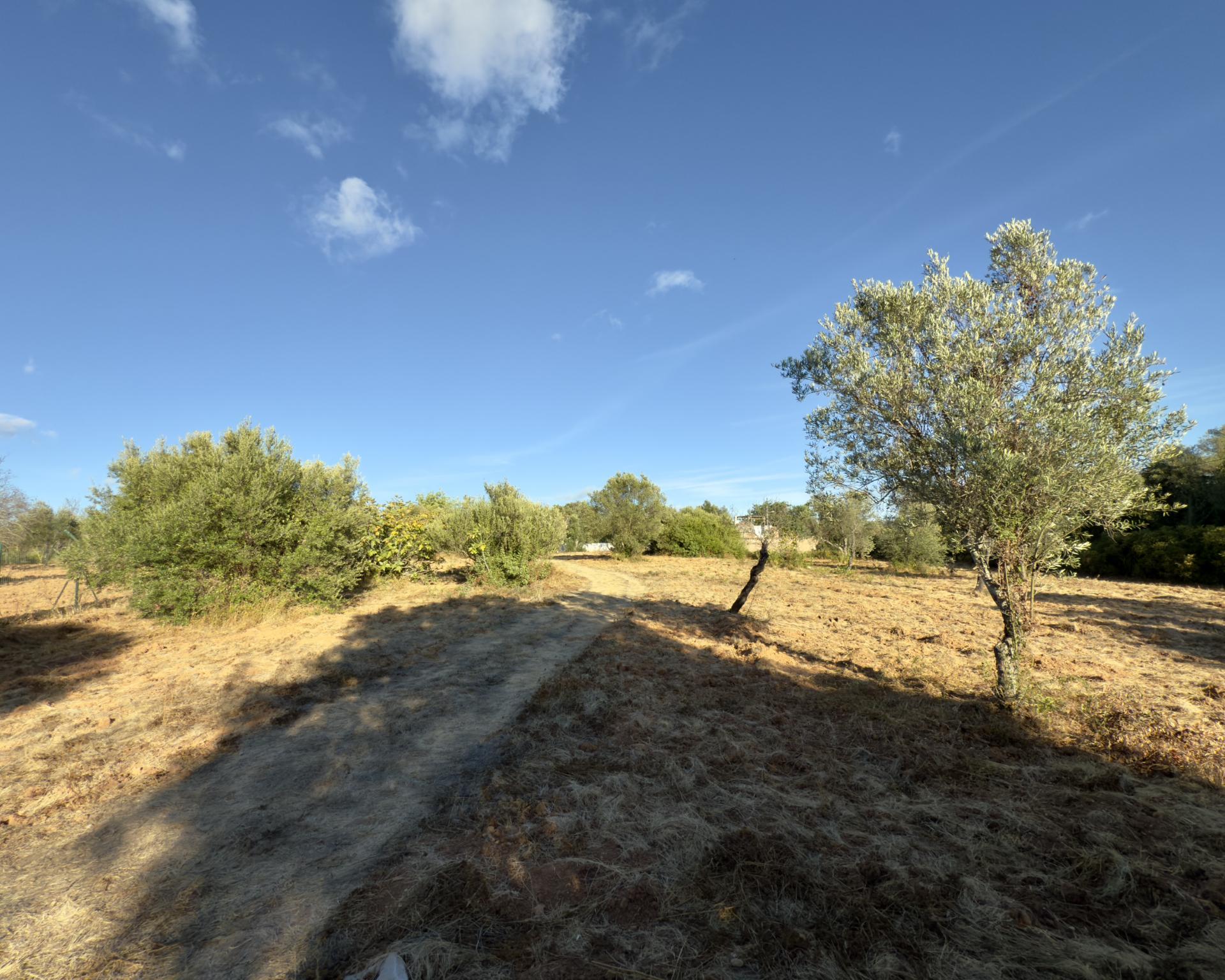 Belo terreno plano de 3.424 m² com projeto aprovado para a reconstrução de uma moradia térrea I 3 quartos I Piscina I Loulé