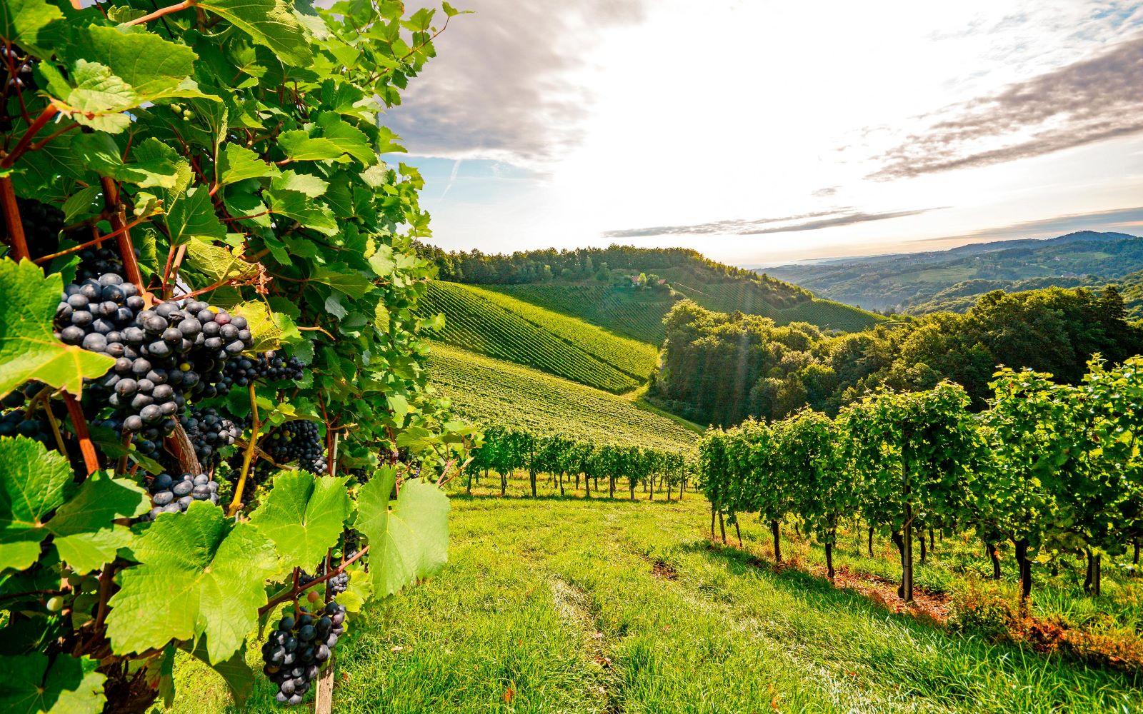 Propriedade Vinícola de Excelência com 22ha no Coração do Douro: Vinhas Premiadas, Adega Equipada e Vistas Fabulosas