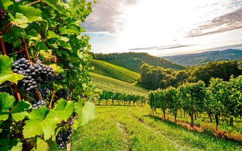 Propriedade Vinícola de Excelência com 22ha no Coração do Douro: Vinhas Premiadas, Adega Equipada e Vistas Fabulosas