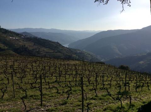 Quinta/Vinha Douro