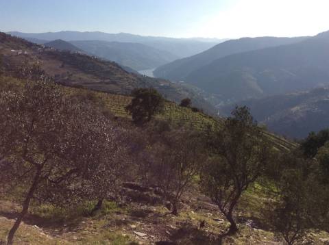 Quinta/Vinha Douro