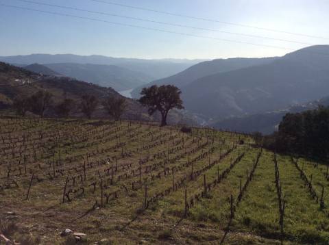Quinta/Vinha Douro