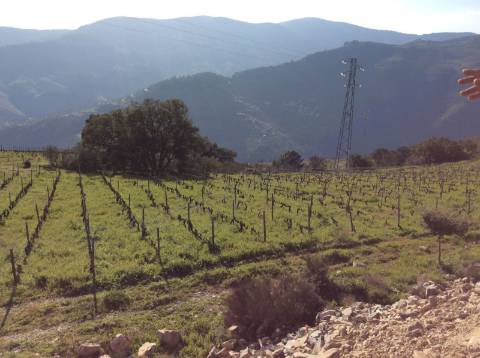 Quinta/Vinha Douro