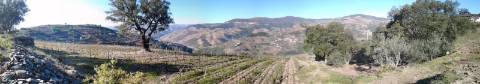 Quinta/Vinha Douro