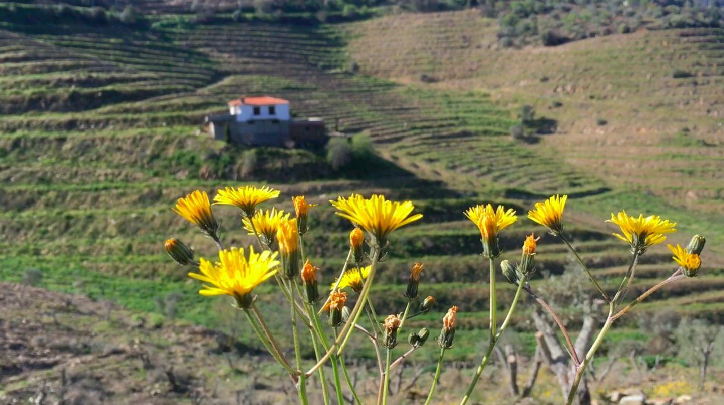 Quinta no Douro