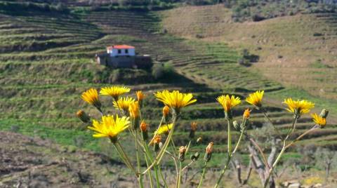 Quinta no Douro
