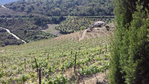 Quinta no Douro
