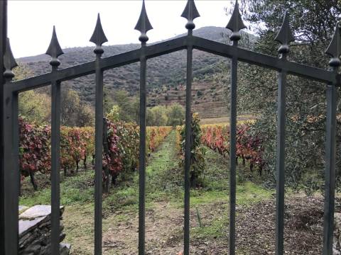 Propriedade Excepcional no Douro Vinhateiro: Vinha de Excelência e Infraestrutura Completa